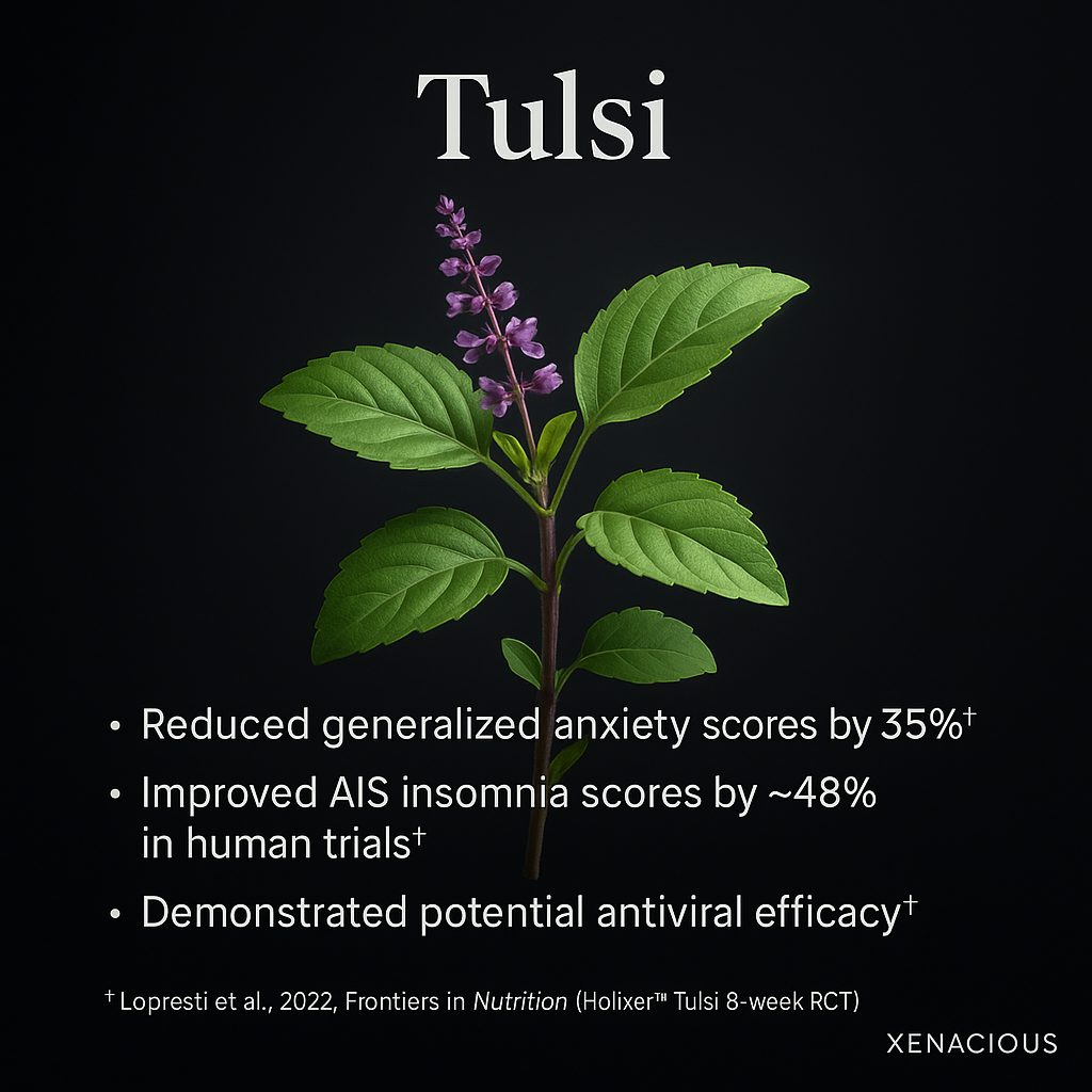 Tulsi: The Sacred Calm