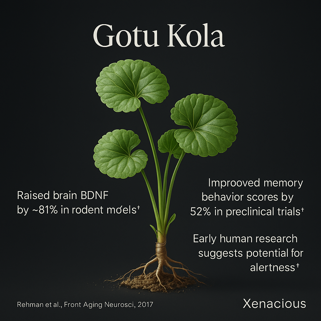 Gotu Kola: The Mind’s River
