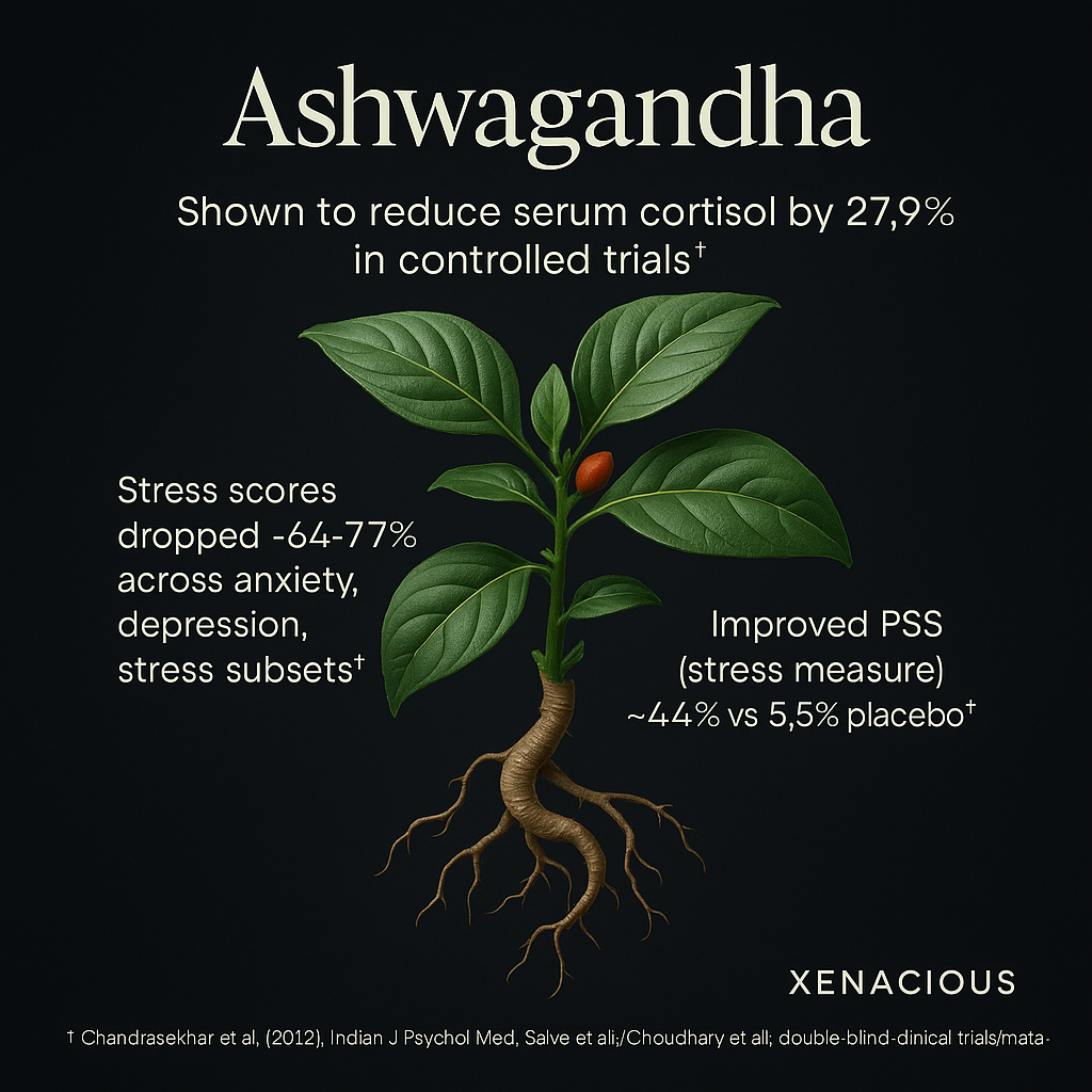 Ashwagandha: The Calm Strength Igniter